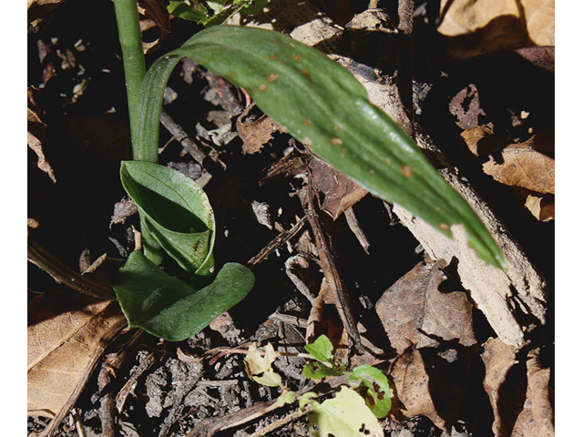 Spiranthes ovalis (October ladies'-tresses) #60214