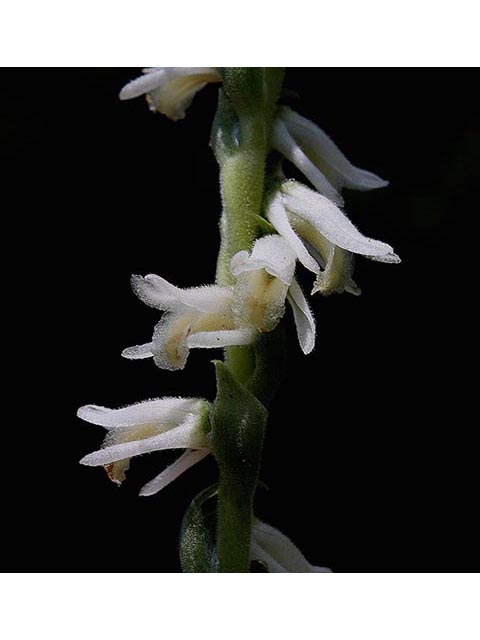 Spiranthes vernalis (Spring ladies'-tresses) #67045