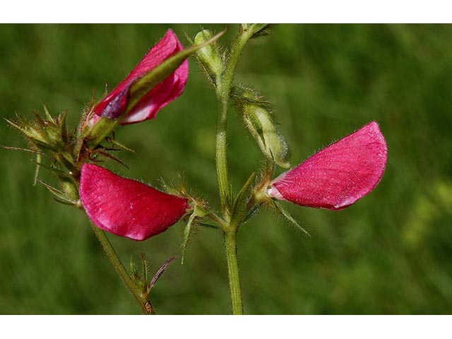 Tephrosia spicata (Spiked hoarypea) #67061