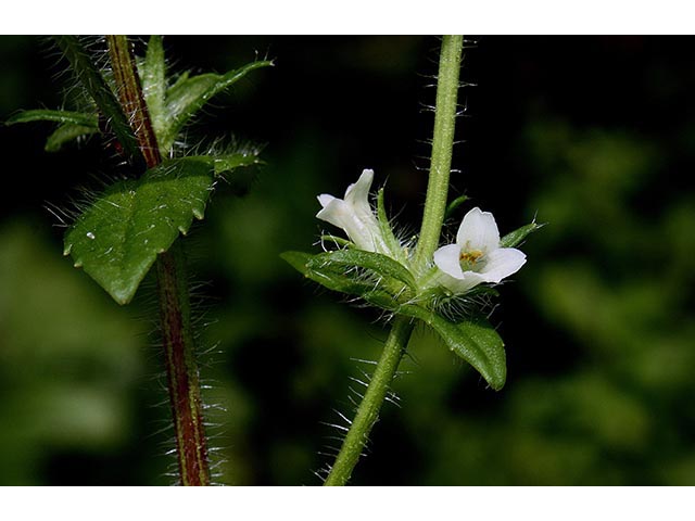 Gratiola pilosa (Shaggy hedgehyssop ) #67064