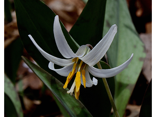 Erythronium albidum (White troutlily) #88365