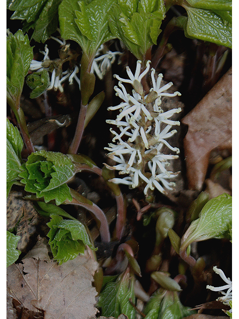 Pachysandra procumbens (Allegheny spurge) #88374