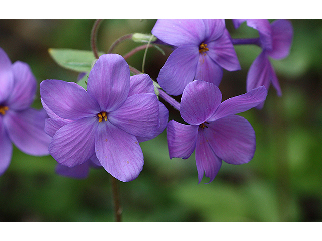 Phlox stolonifera (Creeping phlox) #88377