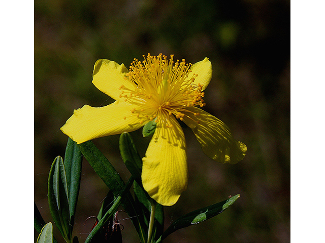 Hypericum kalmianum (Kalm's st. john's-wort) #88480