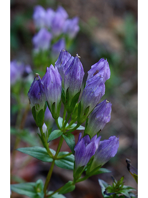 Gentianella quinquefolia (Agueweed) #88507