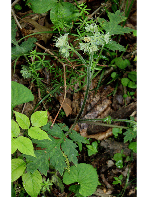 Hydrophyllum macrophyllum (Largeleaf waterleaf) #88526