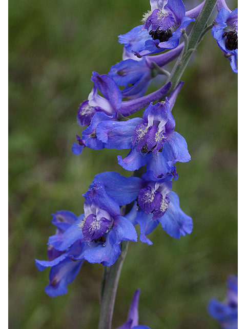 Delphinium carolinianum (Prairie larkspur) #90267