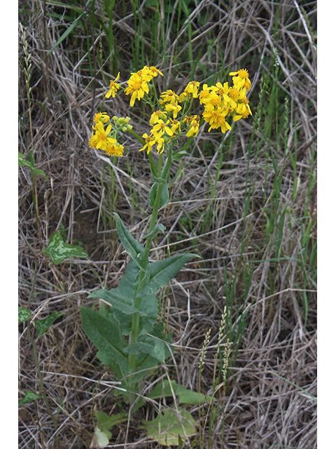 Senecio ampullaceus (Texas ragwort) #90277