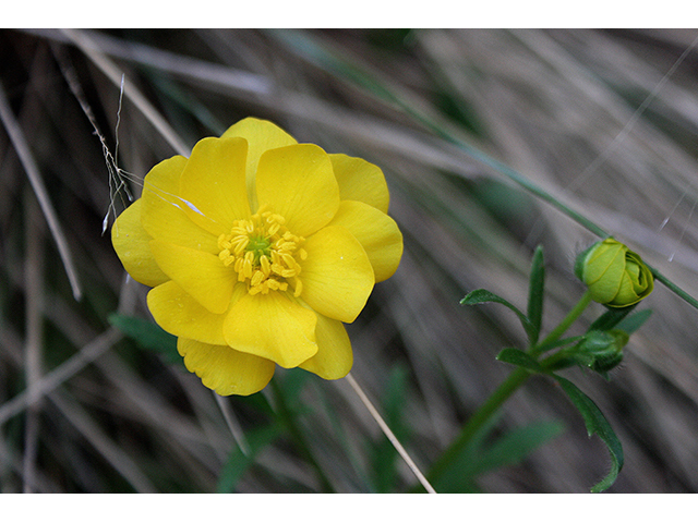 Ranunculus macranthus (Large buttercup) #90288