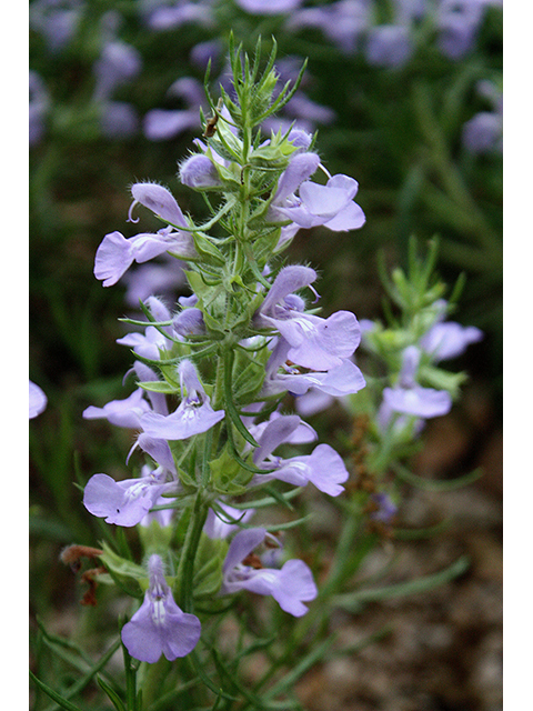 Salvia engelmannii (Engelmann's sage) #90305