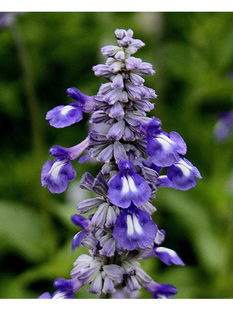 Salvia farinacea (Mealy blue sage) #90308