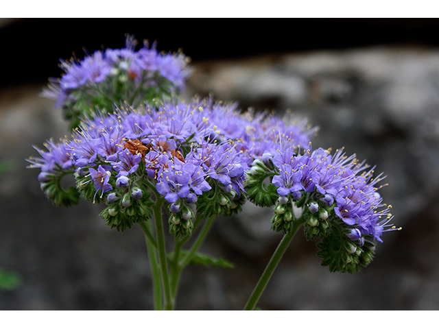 Phacelia congesta (Caterpillars) #90321