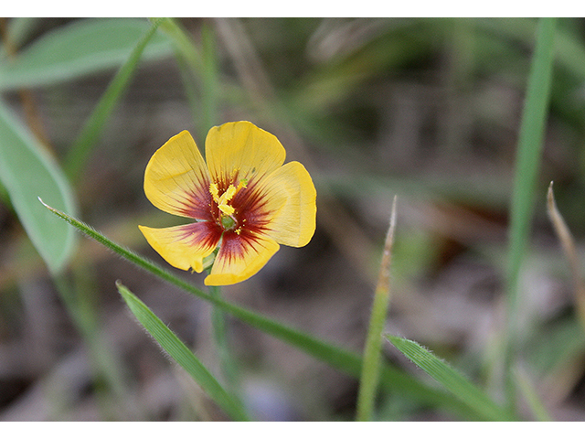 Linum hudsonioides (Texas flax) #90325