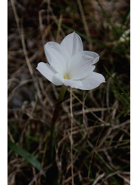 Cooperia pedunculata (Hill country rain lily) #90345