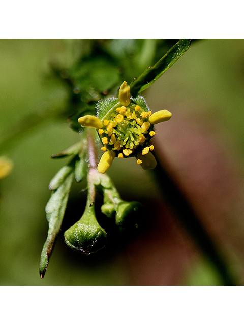 Geum vernum (Spring avens) #90366