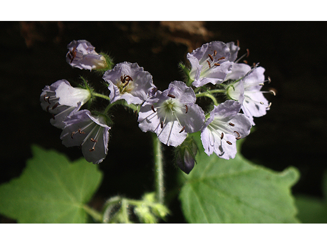 Hydrophyllum appendiculatum (Great waterleaf) #90371