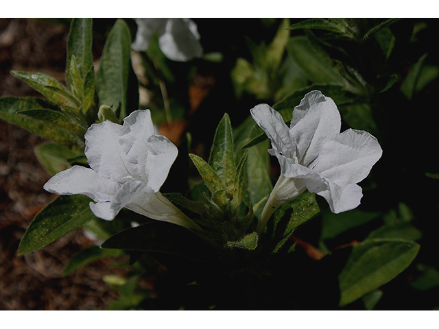 Ruellia humilis (Prairie petunia) #90399