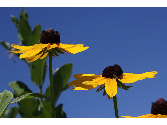 Rudbeckia hirta (Black-eyed susan) #90412