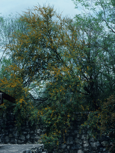 Vachellia farnesiana (Huisache) #21079