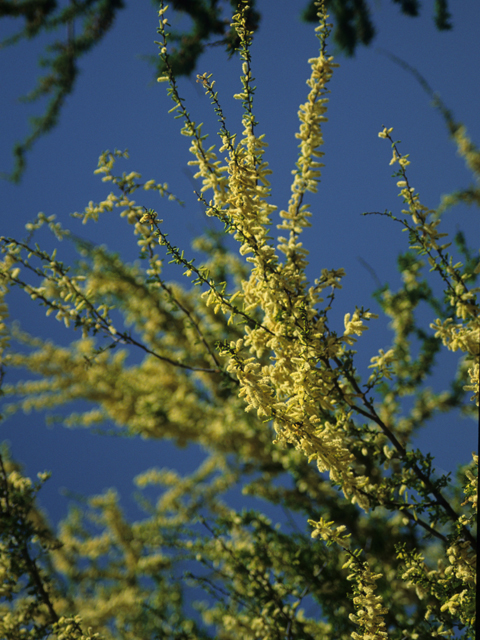 Vachellia rigidula (Blackbrush acacia) #21090