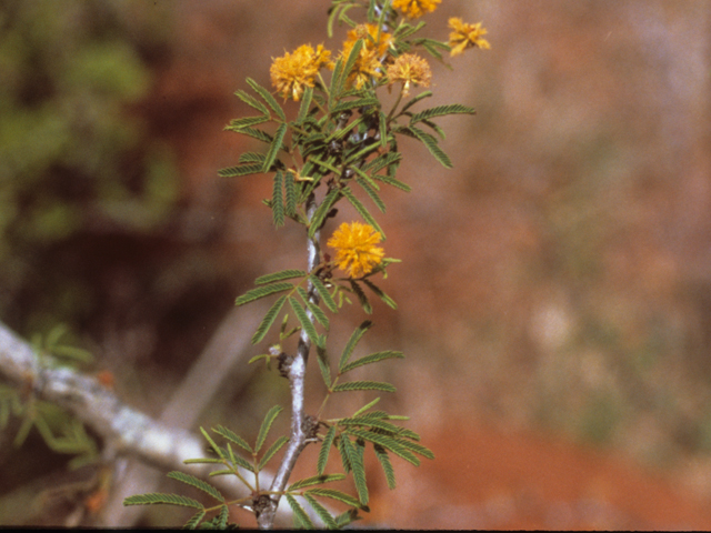 Vachellia bravoensis (Huisachillo) #21095