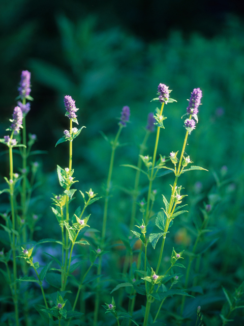 Agastache foeniculum (Blue giant hyssop) #21182