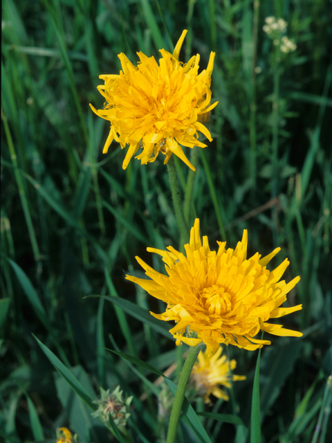 Agoseris glauca (Pale agoseris) #21192