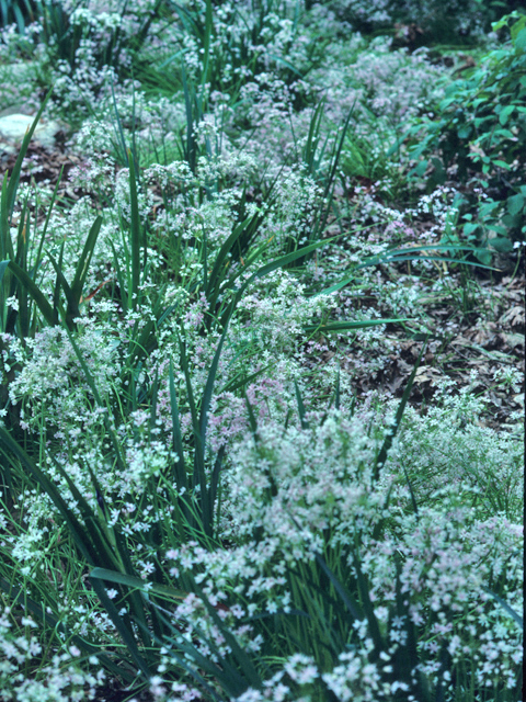 Allium hyalinum (Glassy onion) #21204