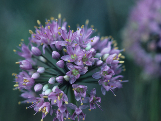 Allium stellatum (Autumn onion) #21207