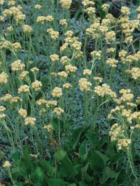 Antennaria parvifolia (Small-leaf pussytoes) #21305