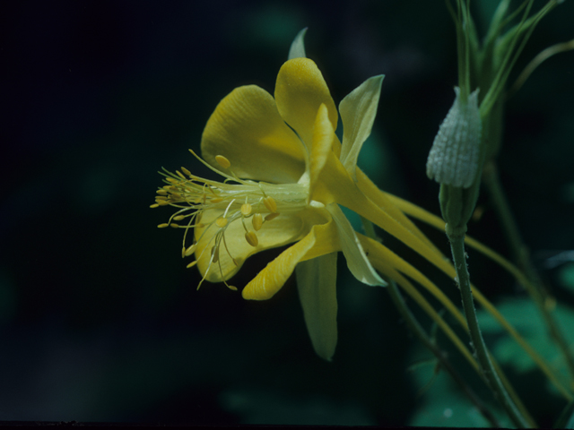 Aquilegia longissima (Longspur columbine) #21336