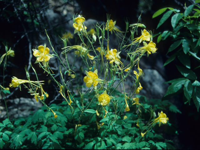 Aquilegia longissima (Longspur columbine) #21339