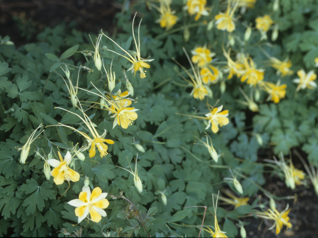 Aquilegia longissima (Longspur columbine) #21340