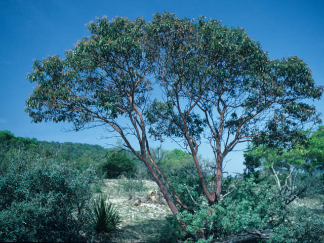 Arbutus xalapensis (Texas madrone) #21349