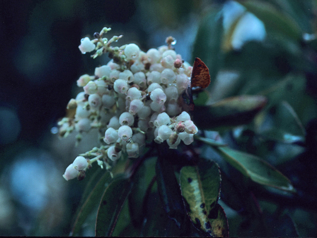 Arbutus xalapensis (Texas madrone) #21353