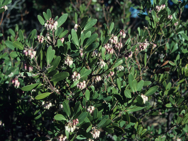 Arctostaphylos pungens (Pointleaf manzanita) #21364