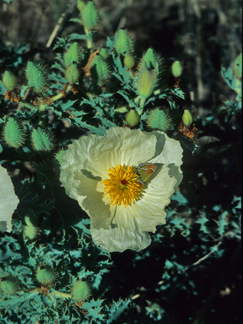 Argemone hispida (Rough pricklypoppy) #21375