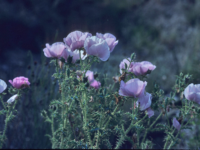 Argemone chisosensis (Chisos mountain prickly poppy) #21378