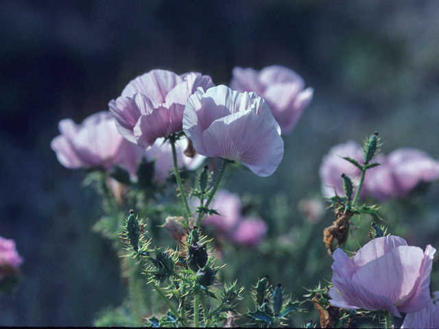 Argemone chisosensis (Chisos mountain prickly poppy) #21379