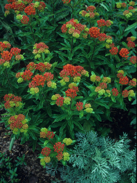 Asclepias tuberosa (Butterflyweed) #21447