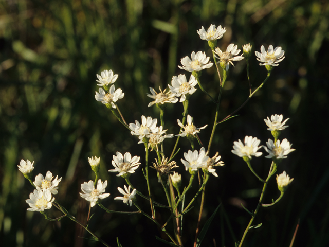 Oligoneuron album (Prairie goldenrod) #21478