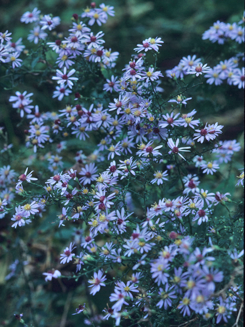 Symphyotrichum shortii (Short's aster) #21483