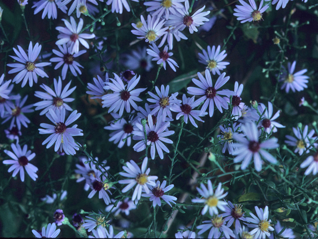 Symphyotrichum shortii (Short's aster) #21484