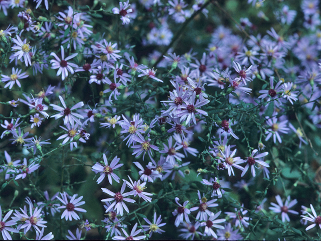 Symphyotrichum shortii (Short's aster) #21485