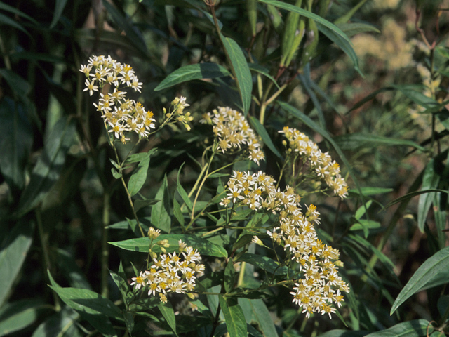 Doellingeria infirma (Appalachian flat-topped white aster) #21493