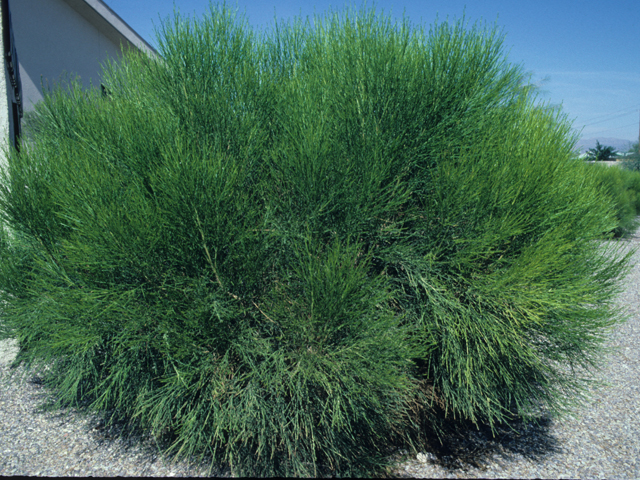 Baccharis sarothroides (Desert broom) #21515