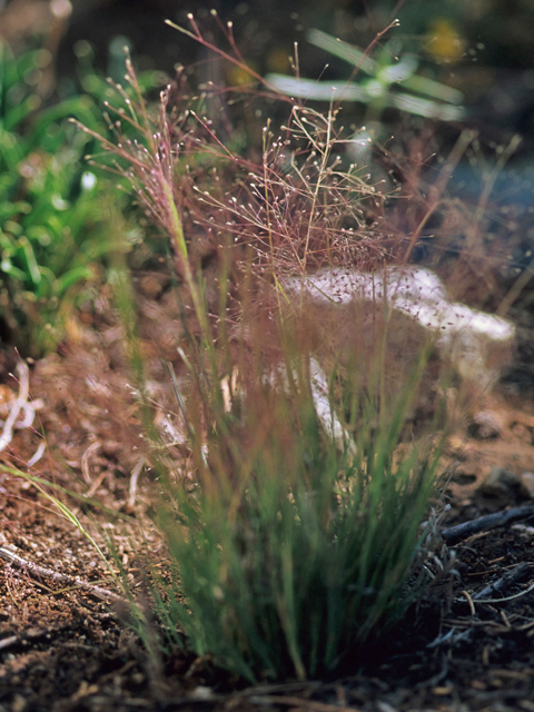 Blepharoneuron tricholepis (Pine dropseed) #21575