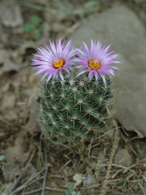 Escobaria vivipara (Spinystar) #21653