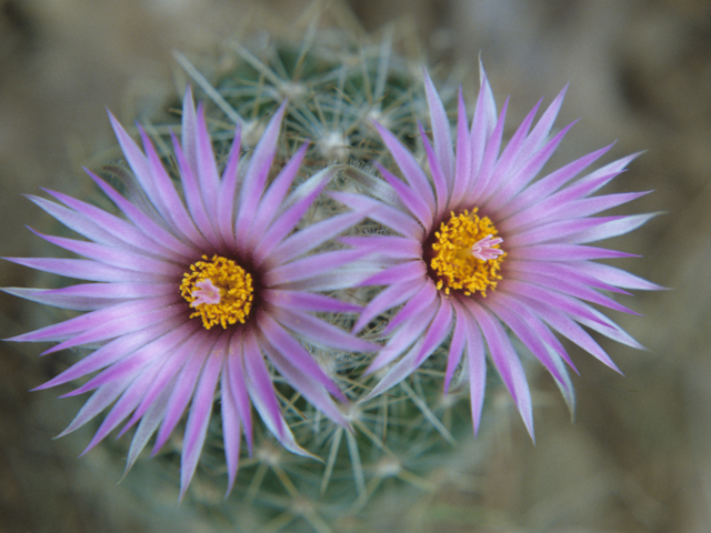 Escobaria vivipara (Spinystar) #21654