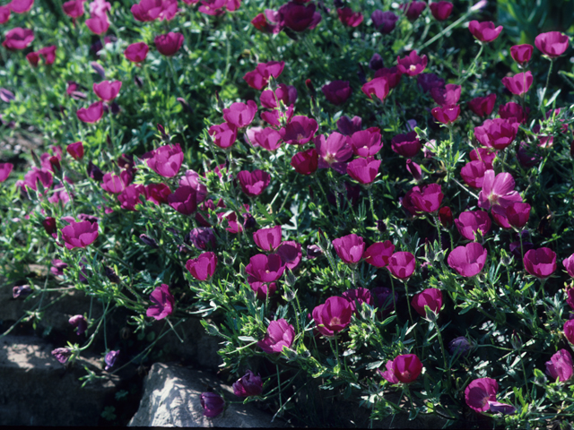 Callirhoe involucrata (Winecup) #21682